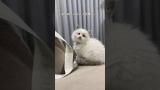 この妖精のような猫の種類は……🐈💭ラグドール子猫ラグドールブリーダー猫ブリーダー 猫のいる暮らし [upl. by Aunson]