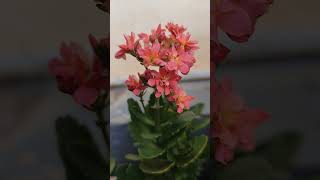 Flowering kalanchoe plant🌷 [upl. by Atirres115]