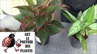 Conseils jardinage Aglaonema Entretien et arrosage plante verte dintérieur [upl. by Ibbie783]