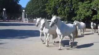 Lipizzaner horses Lipica Slovenia 1912 [upl. by Brocklin673]