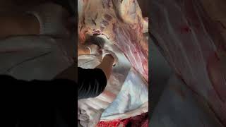 The whole process of caving slaughtering cattle beef and mutton yellow beef caving [upl. by Yran]