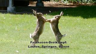 Feldhasen Dreikampf  Laufen Springen Boxen [upl. by Lanrev]