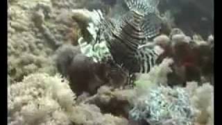 Egypt  Thislgorm  Red Sea [upl. by Galang]