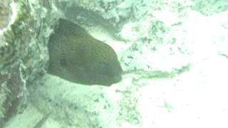 giant moray eel at cook islands [upl. by Nnyleuqcaj397]