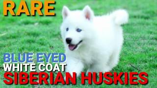 White Siberian Husky Puppies Blue Eyes Rare Huskies Blue Eye Husky Puppy White Siberian Husky [upl. by Alejandra]