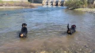 Biggest Breeding Pair of Rottweilers In the World Samson amp Delilah [upl. by Haney674]