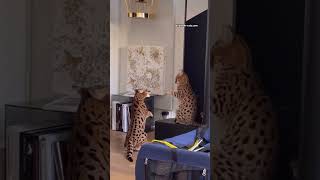 F1 Savannah Cat vs Savannah Cat [upl. by Sada615]