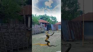 Anaconda Snake in real life P36 shorts snake python snakes nagin anaconda bigsnake [upl. by Magnolia]