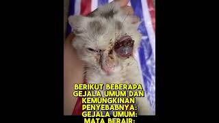 kucing sakit mata cat berbagimusik musicmashup catlover oyenbesar musicremix oyenbarbar [upl. by Anirtep]