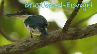 BrustbandEisvogel in Thailand [upl. by Lindblad]