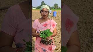 brinjal crop white brinjalagricultureraithu kastalu [upl. by Nalod]