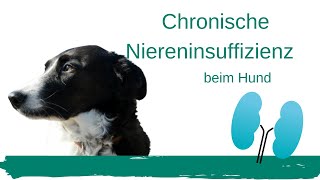 Chronische Niereninsuffizienz beim Hund [upl. by Ardnasirhc]