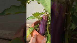 Home grown brinjal terracegarden nature eggplant [upl. by Tyrus229]