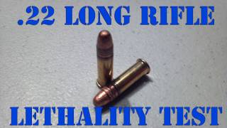 22LR LETHALITY  300 Yard Ballistics Test [upl. by Yekcim]