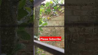 Birds amp yellow Birds🐦🐦🐦🐦🐦🐦birds nature viralvideo [upl. by Schober]