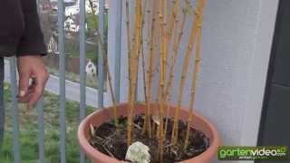 Der eindrucksvolle gelbhalmige Phyllostachys aureosulcata [upl. by Lyred569]