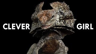 Frill Necked Lizards are straight out of Jurassic Park [upl. by Bud329]