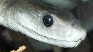 Most VENOMOUS Snakes On Earth [upl. by Modesty]