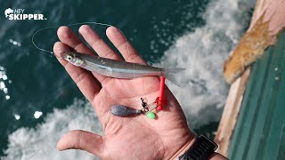 How to catch the BEST BAIT for Pier Fishing California Special [upl. by Weed]