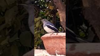 Oriental magpie robin 😍 birds arabic nature [upl. by Fotina321]