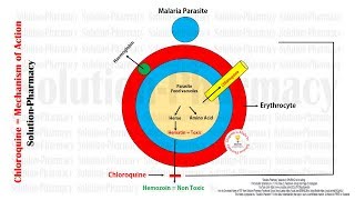 Antimalarial Drugs  Chloroquine Mechanism of Action With Animation  Chloroquine MOA in Malaria [upl. by Aled]