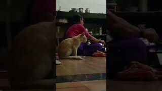 Mummy Akka bussy  😻  I Need To Stay  cat trending funny catvideos cute [upl. by Viddah623]