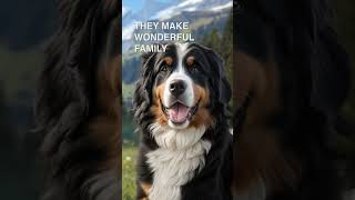 The Bernese Mountain Dog is a great dog [upl. by Freytag]