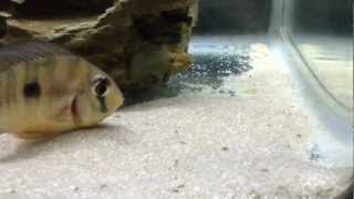 my gymnogeophagus balzanii breeding dave [upl. by Rugg]