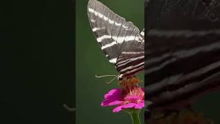 The Zebra Swallowtail Butterfly Eurytides marcellus  Camouflage and Mimicry [upl. by Meuser]