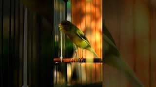 Canaries Singing 028 [upl. by Tallou50]