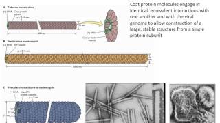 Virology 2013 Lecture 4  Structure of viruses [upl. by Falda]