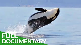 The Fight to Save Cascadias Orcas  Free Documentary Nature [upl. by Orsola]