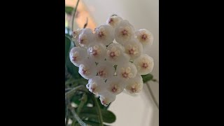 Hoya Rotundiflora [upl. by Ephrayim]