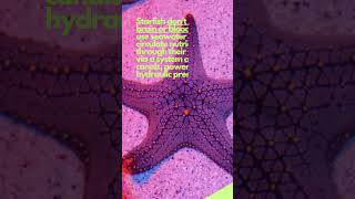 Starfish dont have BRAIN amp BLOOD animals nature shorts viralvideo starfish funny [upl. by Hsaka]