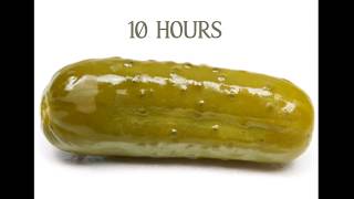 Pickle Song for 10 hours [upl. by Twelve]