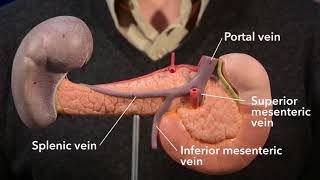 Pancreas anatomy [upl. by Whitelaw]