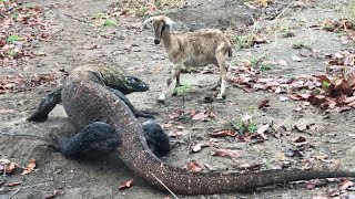 Fierce Battle Between Komodo amp Female Goat😱 [upl. by Alyel]