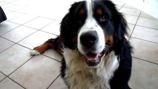 Funny Bernese Mountain Dog [upl. by Dhiren]