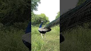 मोर कि मधुर आवाज peacock saund मोर कि आवाज birds peacock peacok wildlife peacocking [upl. by Hound621]