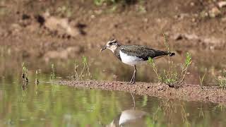 Чибис Northern lapwing 20240803 [upl. by Nirmak389]