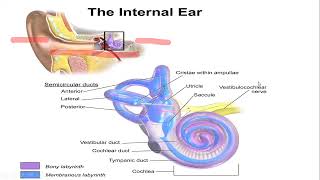 EYE  Sense Organ  Class 12 NEB [upl. by Archibaldo]