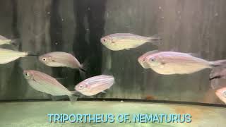 Triportheus cf nematurus [upl. by Harahs879]