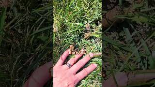 The Secret to a Great Lawn Aeration [upl. by Anaeel551]