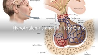 Hypothalamus and Pituitary Gland [upl. by Adnaram]