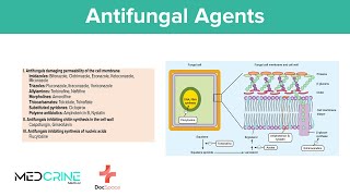 Antifungal drugs Pharmacology Classifications Examples Mechanism of action and Side effects [upl. by Harriott784]