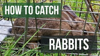 How to Catch a Rabbit with a Live Animal Trap [upl. by Werner]