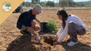 Planting new carob trees [upl. by Prakash]