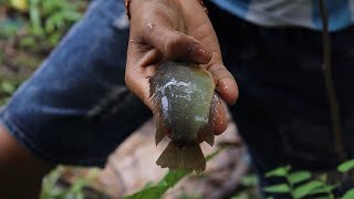 The easy way to catch fish in Cambodia [upl. by Thetisa]