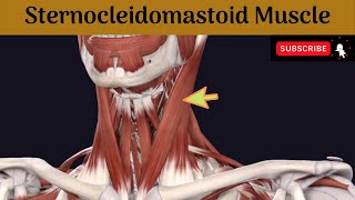 Sternocleidomastoid muscle  Attachment  Nerve Supply  Action  Relations [upl. by Floridia]