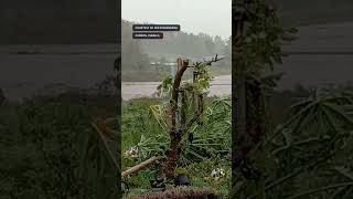 NikaPH Flood submerges rice field in Cordon Isabela [upl. by Gian98]